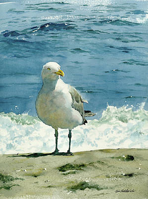 Montauk Gull Poster