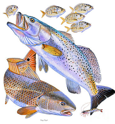Redfish Trout Poster