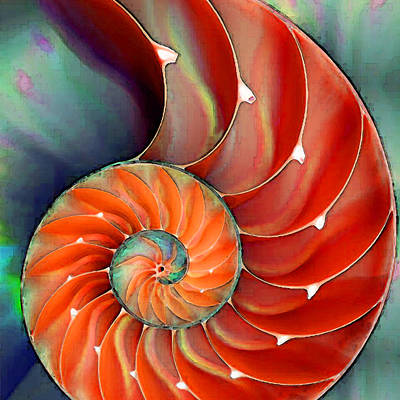 Nautilus Shell - Nature's Perfection Poster by Sharon Cummings